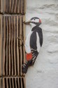 Albaston ;:Welcome tree;: - Woodpecker (click to enlarge)