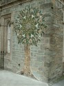 Tavistock Charter Tree (click to enlarge)